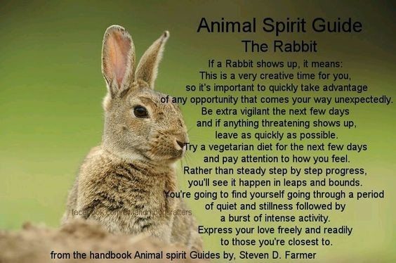 Rabbit as a Spirit Animal