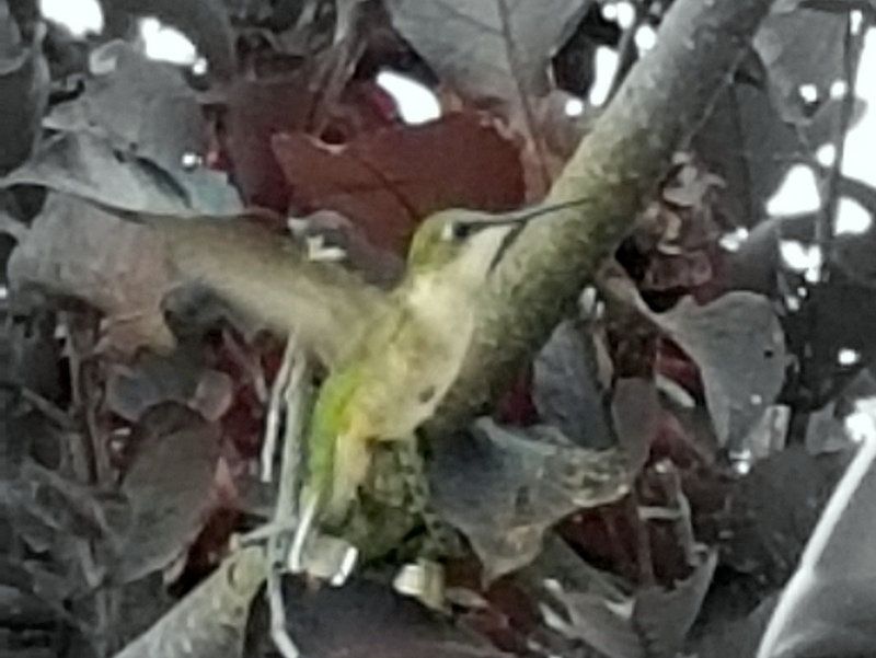 Hummingbird Medicine