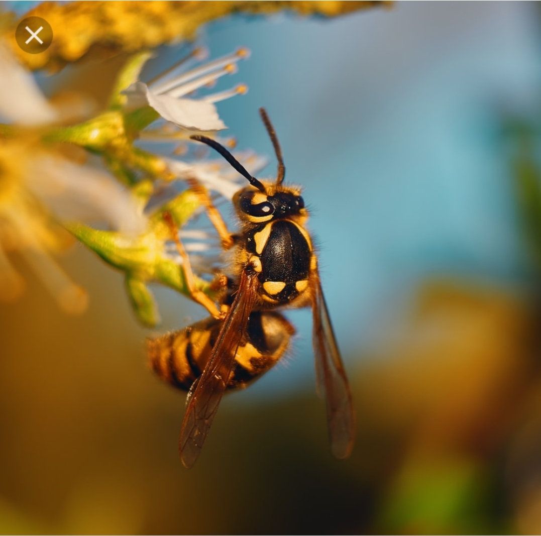 The Wasp Means What?