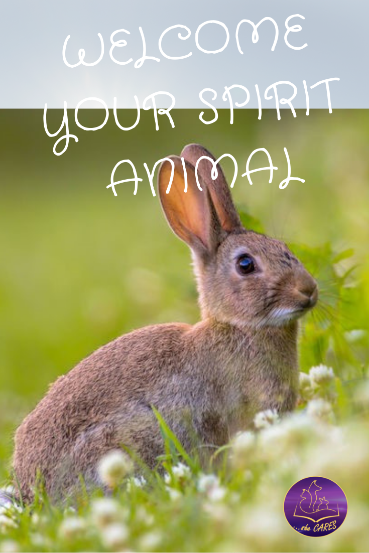 Rabbit as a Spirit Animal