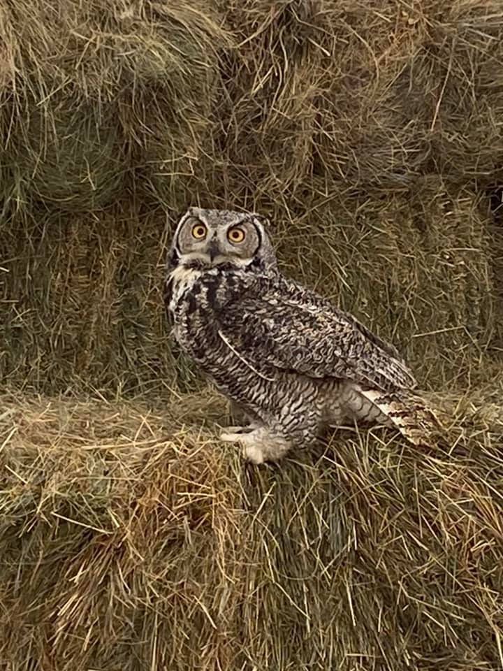Understanding the Owl