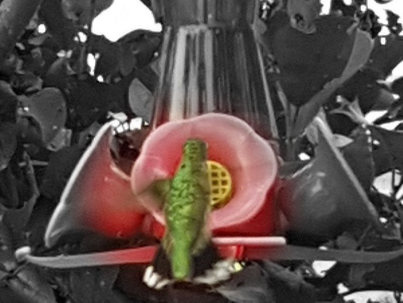 Hummingbird Medicine