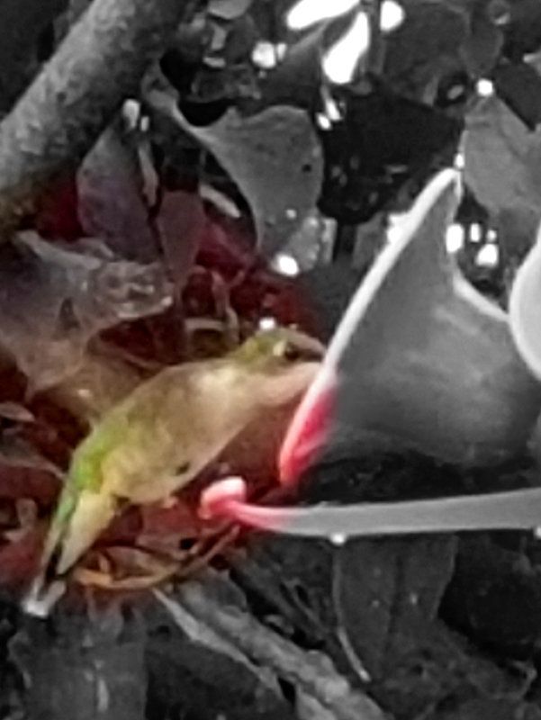 Hummingbird Medicine