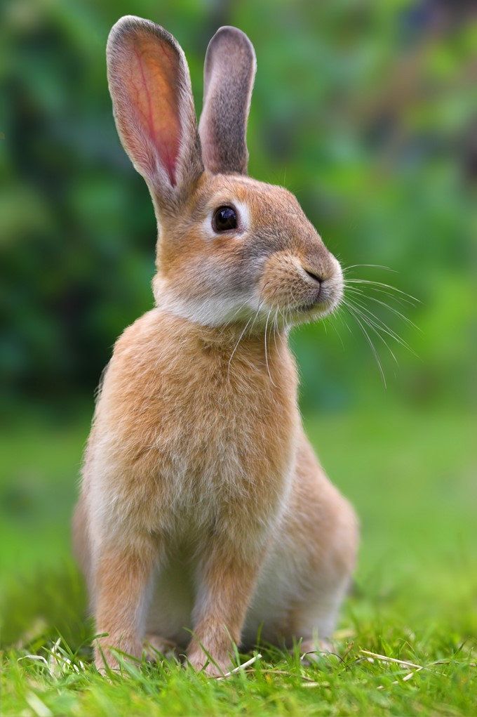 Rabbit as a Spirit Animal